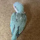 فرخ ببغاء كويكر ( تم البيع )