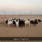 غنم ضان للبيع