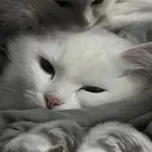 قط للتبني