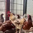 بيض دجاج لهمان