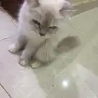 لتبني. قطه مع أطفالها