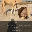 خفوت ثنو طيبه ( هجن )