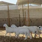 خرفان للبيع