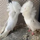 حمام جاكوبين
