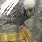 للبيع ذكر بادجي انجليزي الي توقف عليه سومه نصيبه