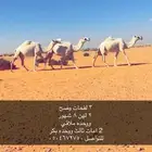 لقحات وضح