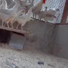 بيض دجاج فيومي قولد