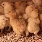 للبيع صيصان براهما ( تم البيع )