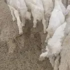 تم البيع