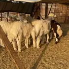 طليان ورخال