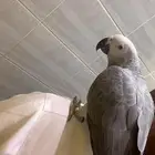 ببغاء كاسكو افريقي 8 شهور