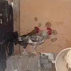ثنين ديك