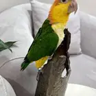 فرخ كايك وايت بلي