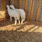 للبيع طليان