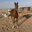 حصان