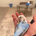 روز فايلوت ابلاين ((تم البيع ))