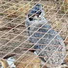 ارانب للبيع