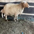 نعجه رغوث. مطفل. نعيميه