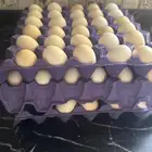 للبيع بيض بلدي