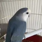 طير روز ب 150