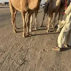 للبيع حقه حمرا طيبه