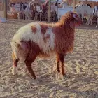 خرفان نعيم فل شحم اعمار 6 شهور