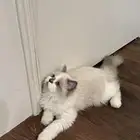 قط للبيع