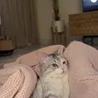 قطه للبيع مع كامل اغراضها انثى كاليكو