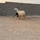 ثنيه متوم