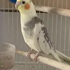 طير كروان كوكتيل