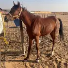 حصان شعبي هادي و يصلح للمبتدئين