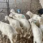 حري تم البيع