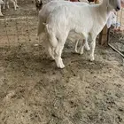 طليان حريات طيبات