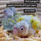 فروخ كنيوزر صن شيك ما شاء الله