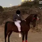 حصان عربي ورق