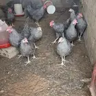 للبيع ديكه امروك