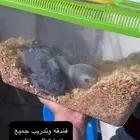 فندق فاخر لحيوانك الأليف  راحة لك  ورفاهية له