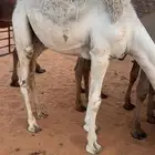 قعود عمره 10 شهور وحول طايش
