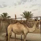 بكره
