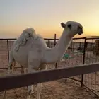 بكره وضحا طيبه