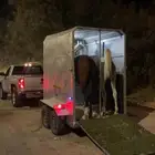 عربة لنقل الخيل داخل وخارج الرياض