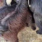 ذبايح المدينه