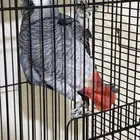ببغاء كاسكو العمر سنتين وشوي