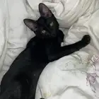 قطط للتبني