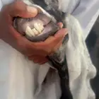 عنز عارضيه