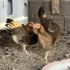 دجاج ترثه فري