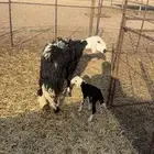 للبيع شاه ثنيه تحتها رخل