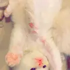 قط او بسه تبني