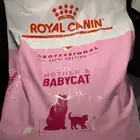 اكل قطط رويال جديد