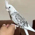 للبيع كروان هولندي اليف جدا